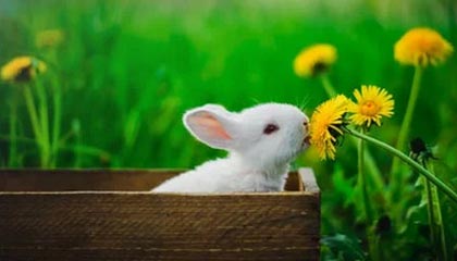 开云体育下载-法甲VAR语义处理模块提升判罚透明度和公平性的实践，意甲var使用规则